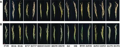 Sterile line Dexiang074A enhances drought tolerance in hybrid rice